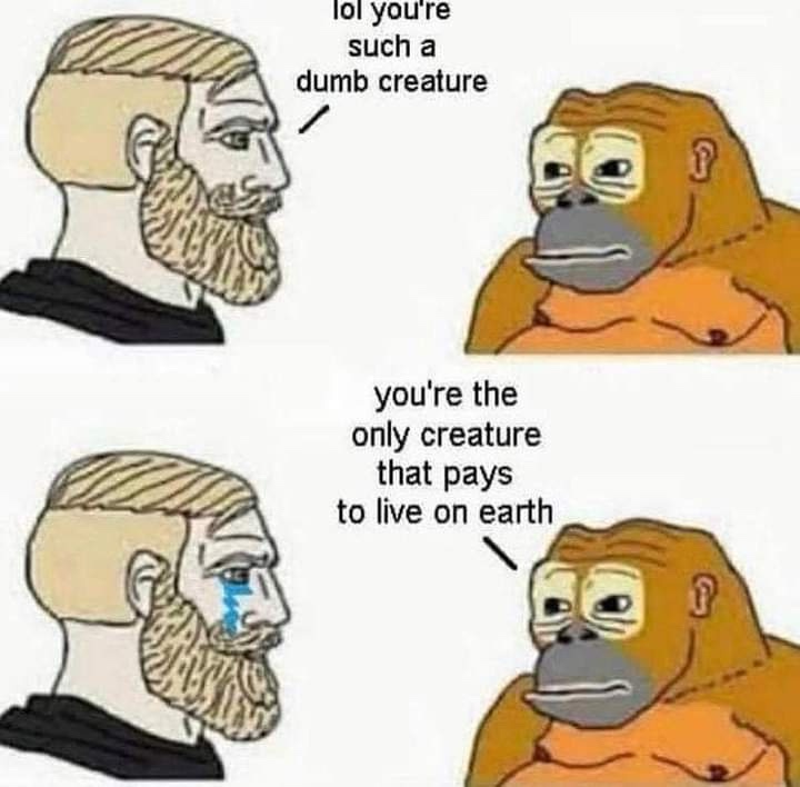 23 Memes That Are Like Abstract Art for Your Brain 4 Dumb creature