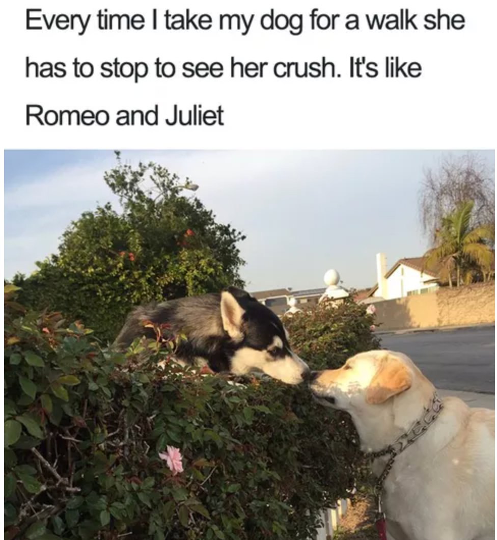 20 Cheeky Dog Memes That Are the Ultimate Mood Boosters 2 Everytime I take my dog - Cheeky Dog Memes