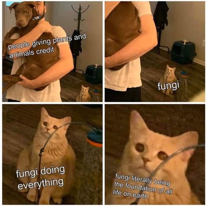 Fungi doing everything