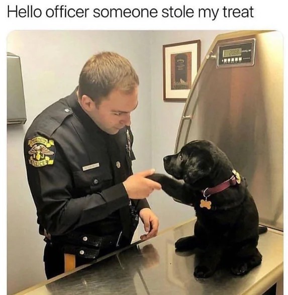 20 Cheeky Dog Memes That Are the Ultimate Mood Boosters 4 Hello officer - Cheeky Dog Memes