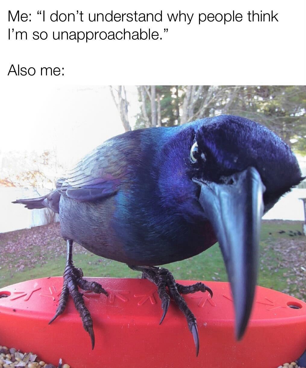 20 Memes You Need to See Before You Can Go on With Your Day 5 I dont understand