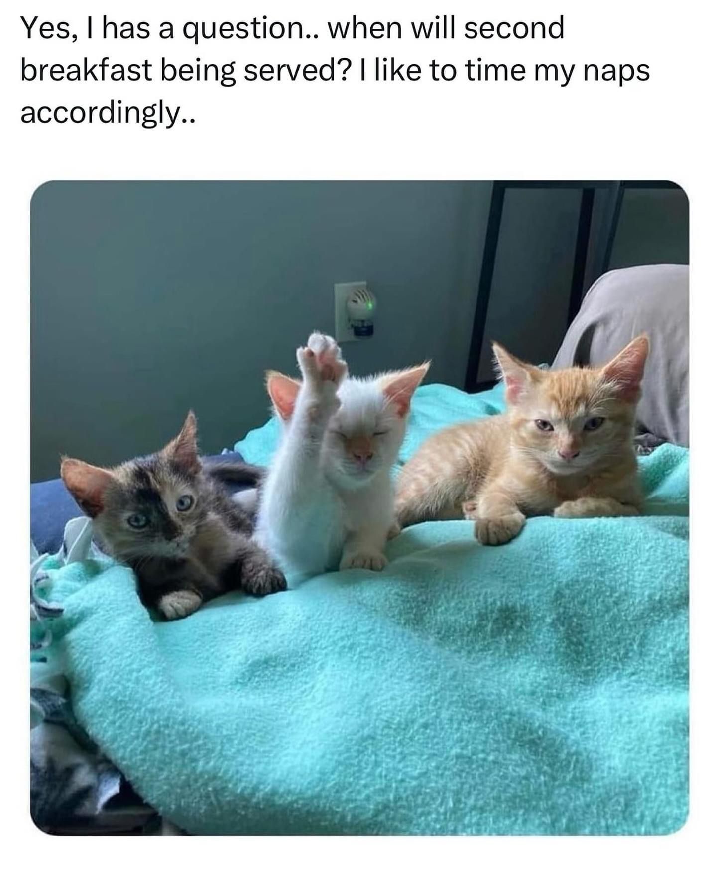 20 Funny Caturday Memes You’ll Regret Not Clicking On 10 I has a question - Funny Caturday Memes
