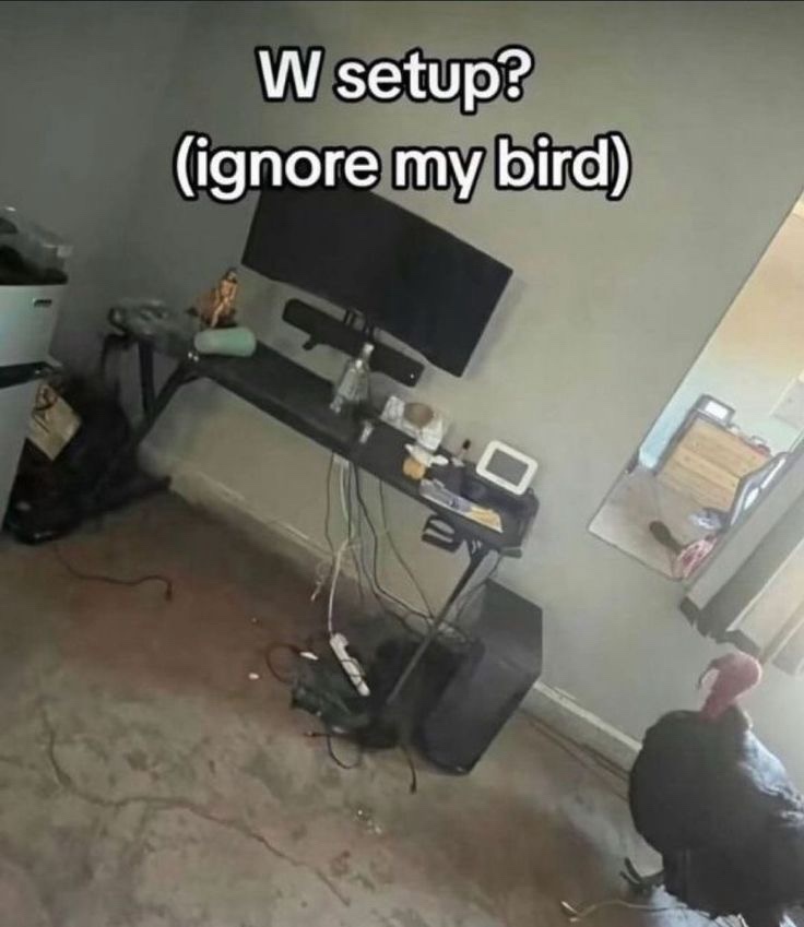 20 Memes That Are the Perfect Mix of Dumb and Brilliant 5 Ignore bird