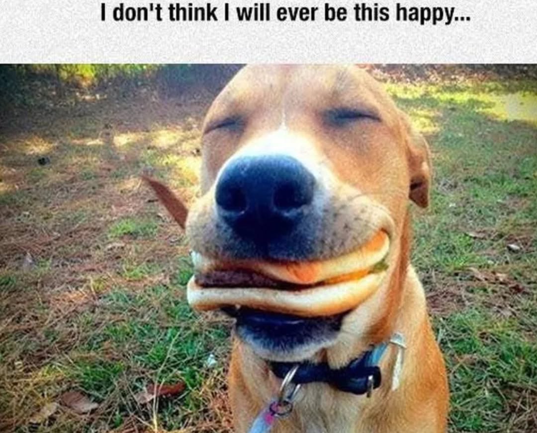 20 Cheeky Dog Memes That Are the Ultimate Mood Boosters 6 Ill ever be this happy - Cheeky Dog Memes