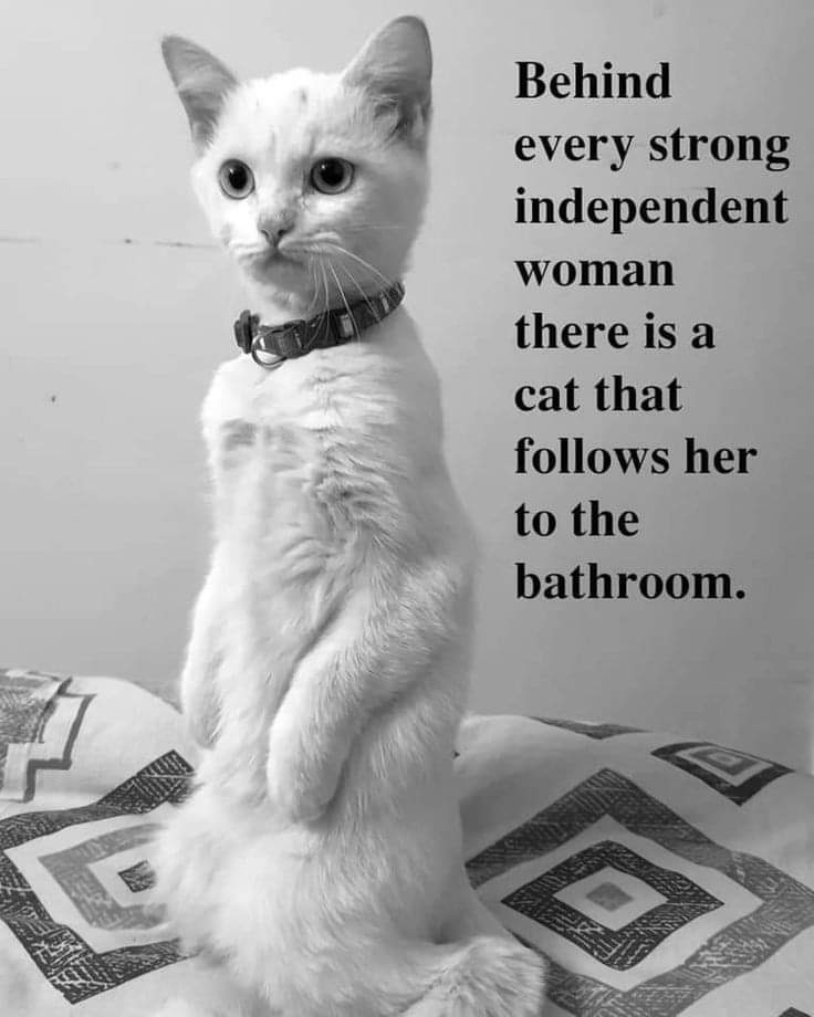 20 Funny Caturday Memes You’ll Regret Not Clicking On 12 Independent woman - Funny Caturday Memes