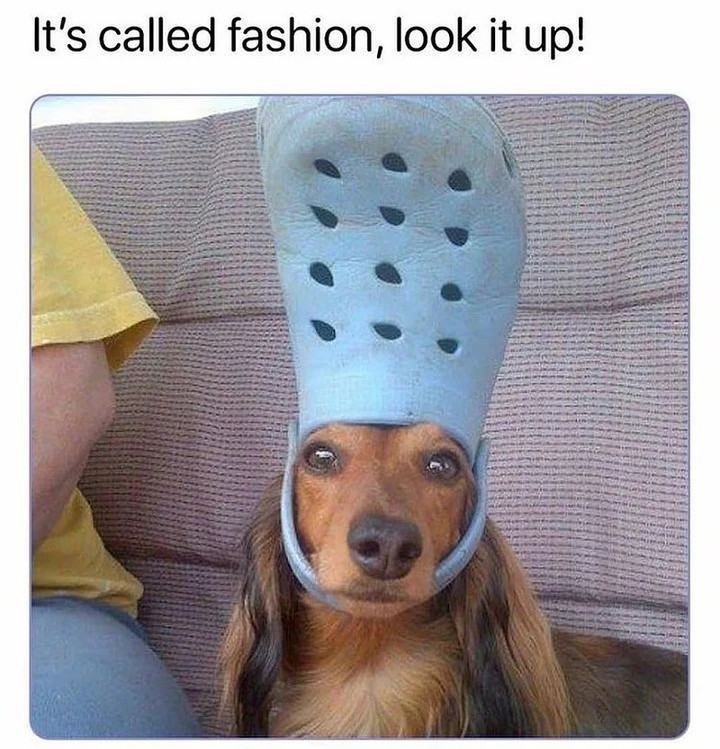 20 Cheeky Dog Memes That Are the Ultimate Mood Boosters 7 Its called fashion - Cheeky Dog Memes