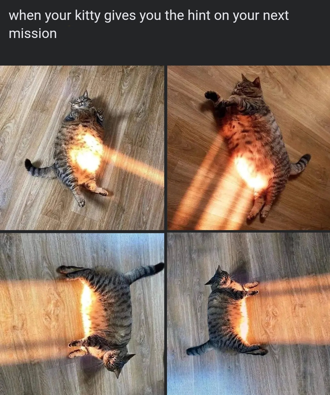 20 Funny Caturday Memes You’ll Regret Not Clicking On 13 Kitty give you the hint - Funny Caturday Memes