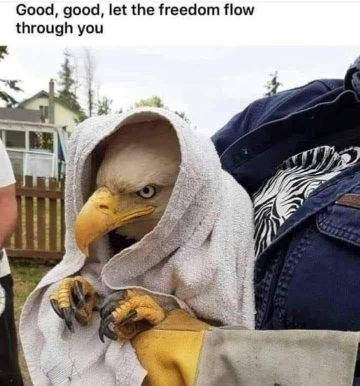 20 Memes That Taste Like Snacks for Your Brain 10 Let the freedom flow