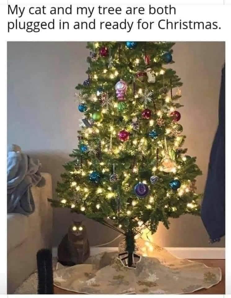 20 Memes That Might Be Deep… or Just Dumb 10 My cat and trree