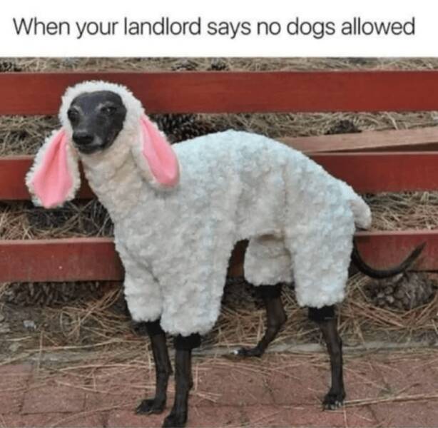 25 Hilarious Dog Memes that Fetch Laughter 24 No dogs allowed