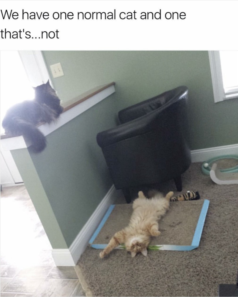26 Memes That’ll Drag You into a Rabbit Hole of Laughter 16 Normal cat