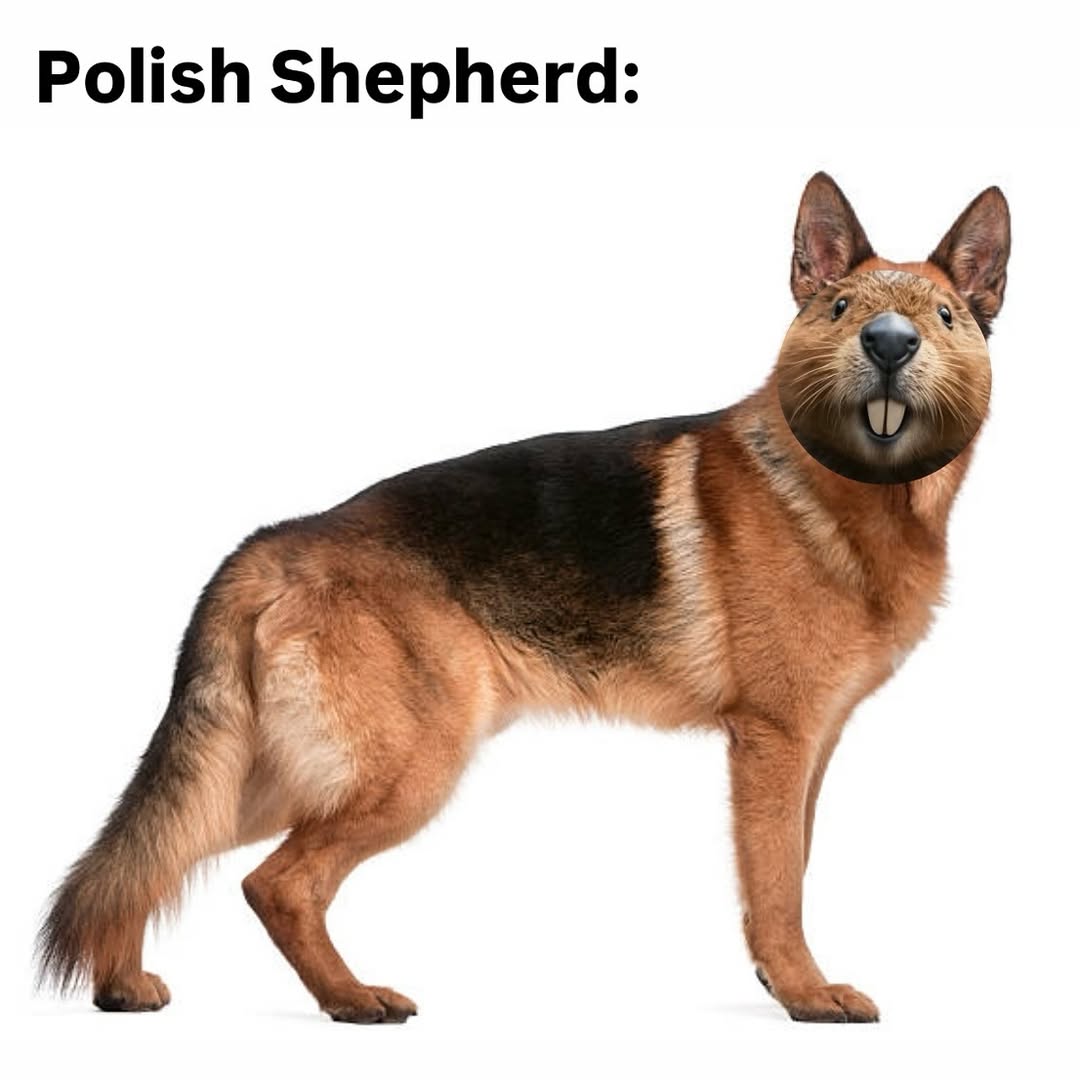 20 Poland Memes So Good, Even the Pope Might Crack a Smile 12 Polish shepherd - Poland Memes