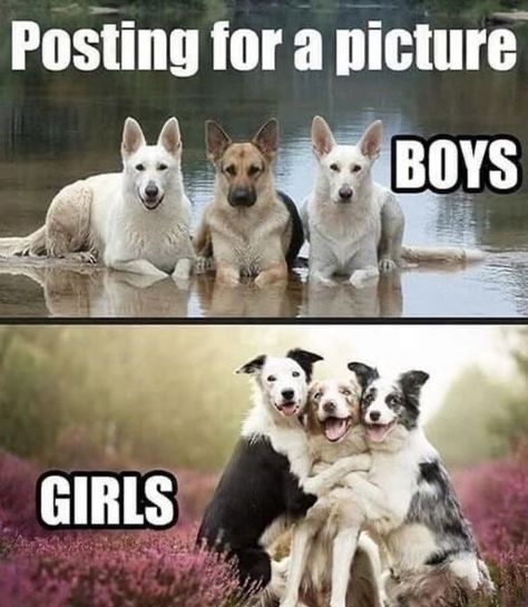 20 Cheeky Dog Memes That Are the Ultimate Mood Boosters 9 Posting for picture - Cheeky Dog Memes