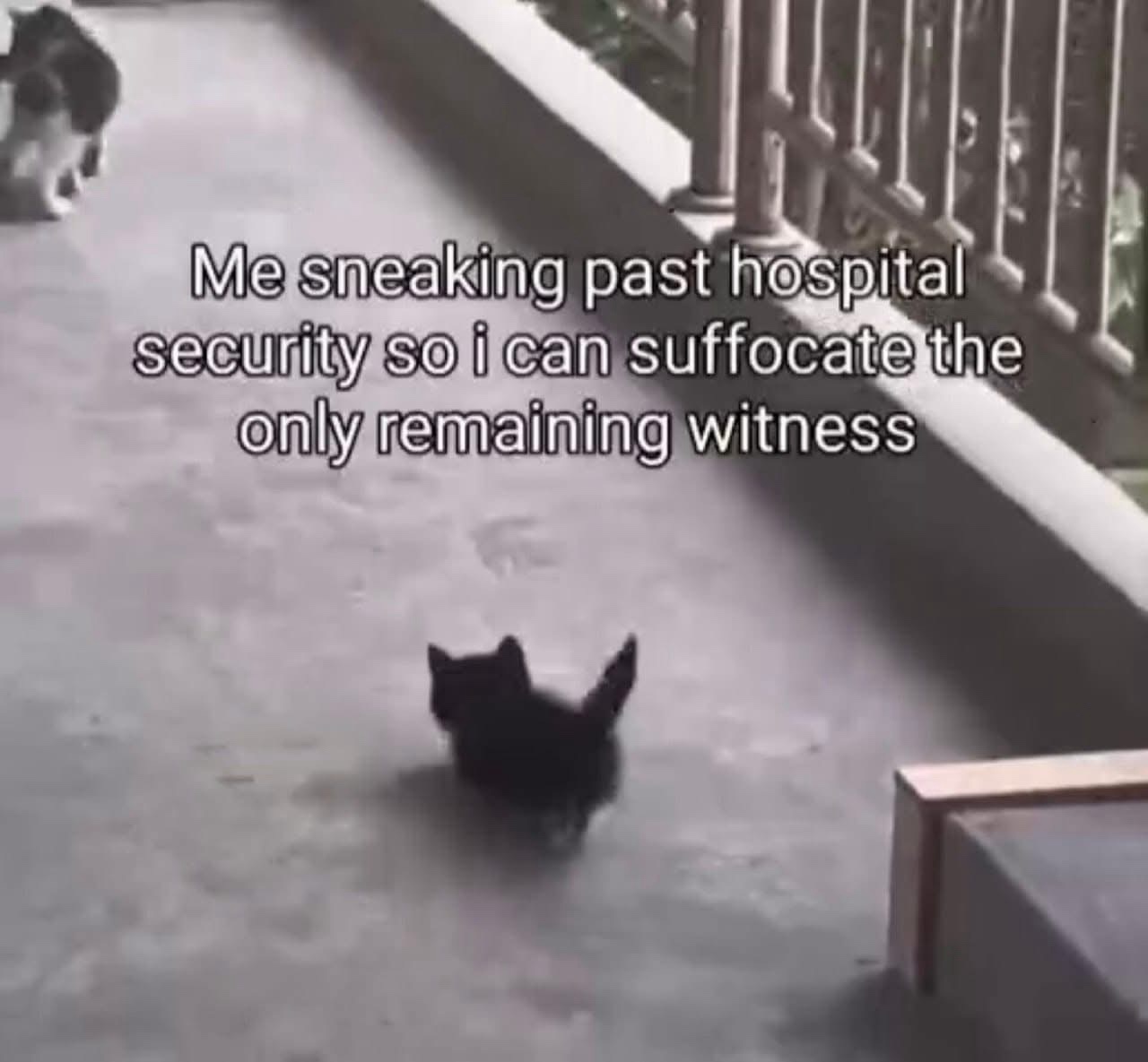 20 Funny Caturday Memes You’ll Regret Not Clicking On 18 Sneaking past - Funny Caturday Memes