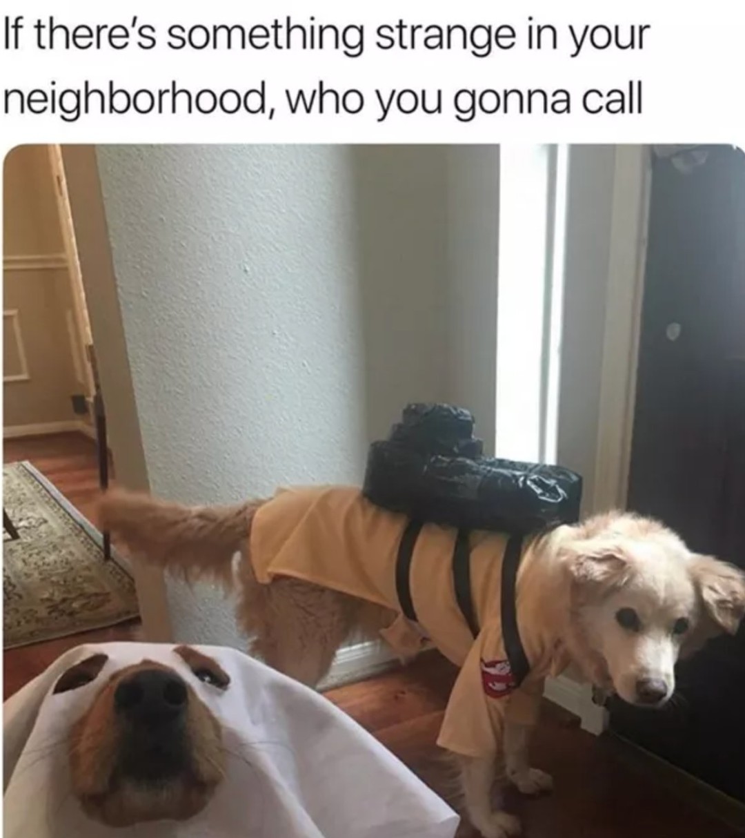 20 Cheeky Dog Memes That Are the Ultimate Mood Boosters 10 Something strange - Cheeky Dog Memes