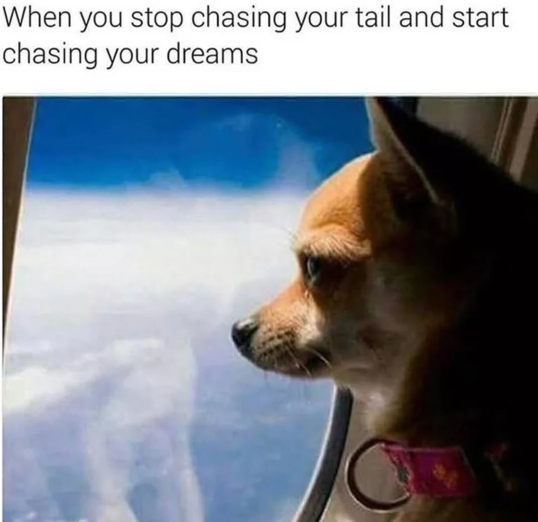 20 Cheeky Dog Memes That Are the Ultimate Mood Boosters 12 Stop chasing your tail - Cheeky Dog Memes