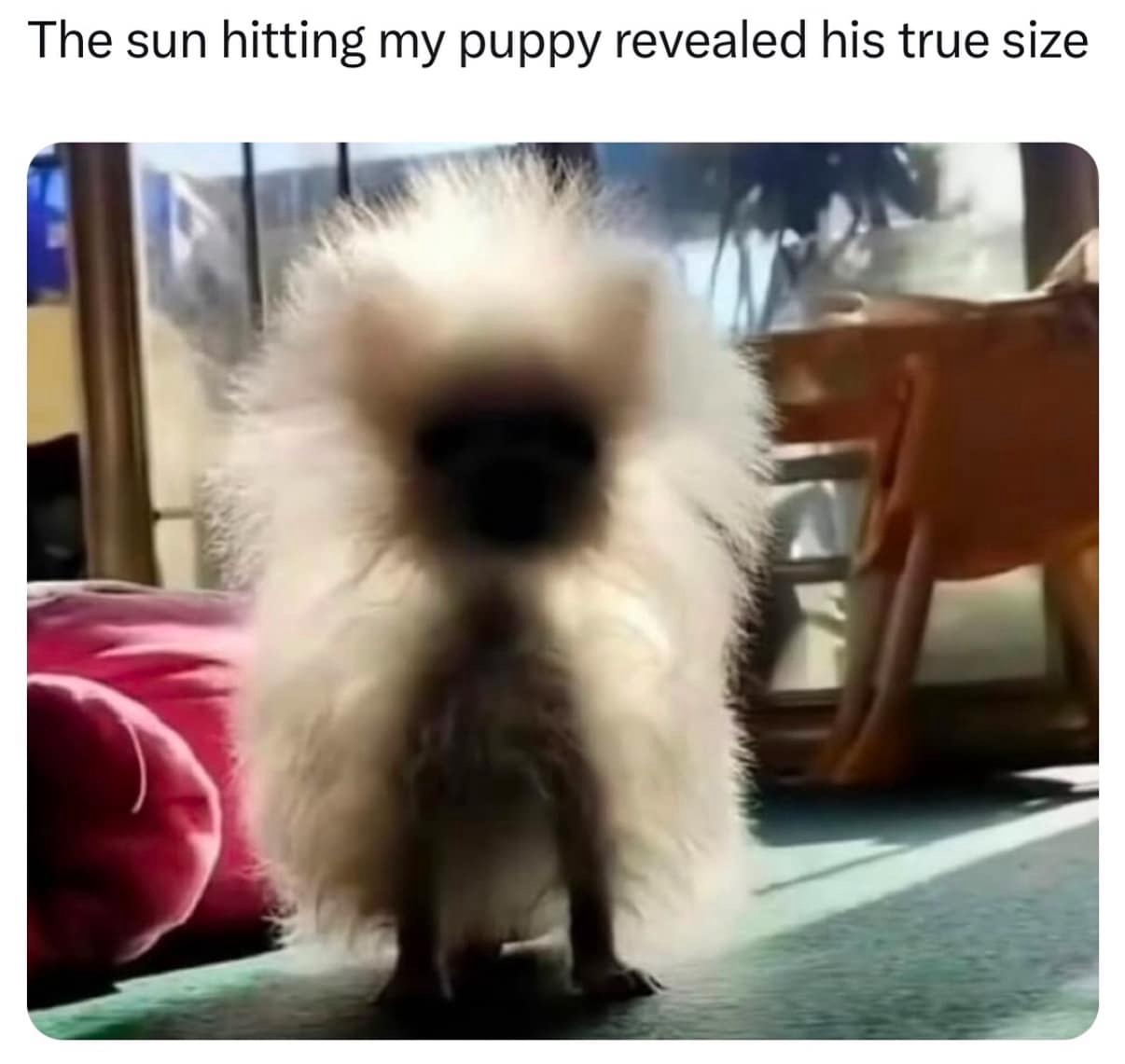 Sun hitting puppy