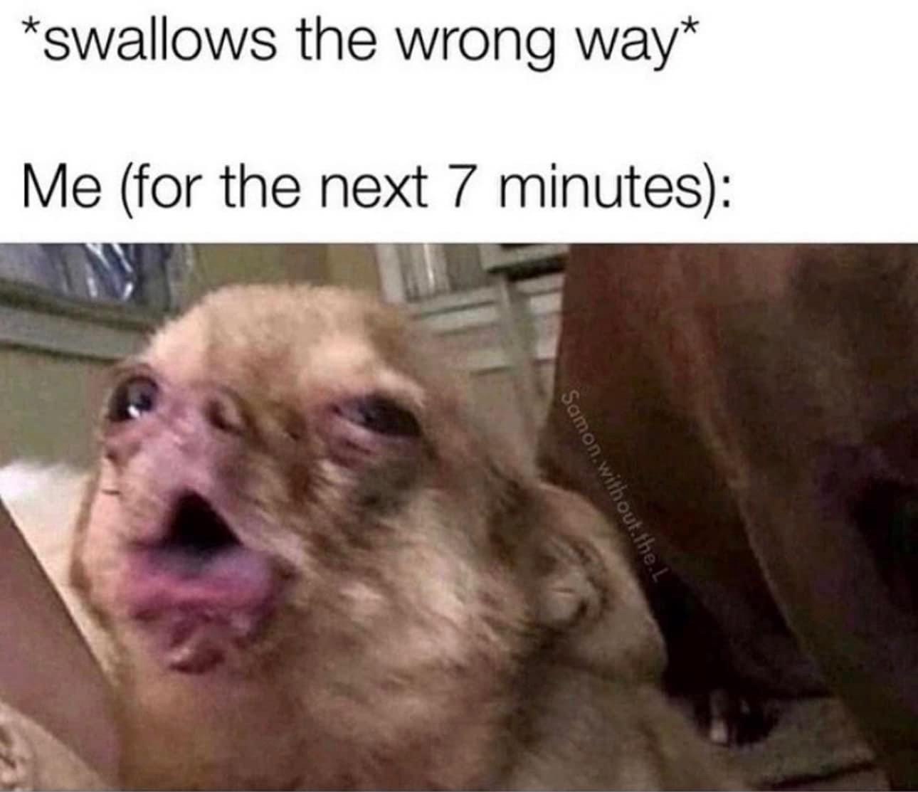 23 Memes That Have No Beginning, Only Endings 17 Swallows the wrong way