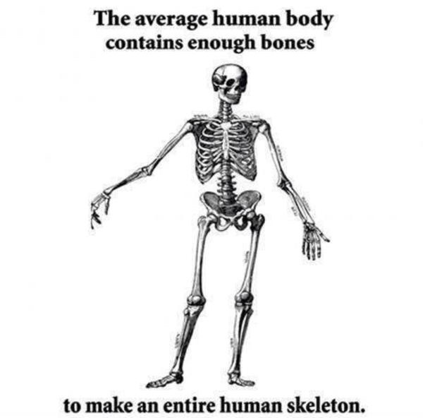 15 Memes That Are More Unpredictable Than Your Wi-Fi Signal 11 The average human body