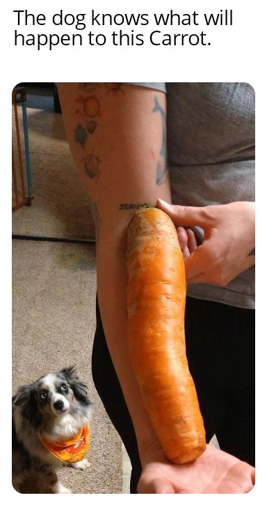 23 Memes That Are Neither Here Nor There, But Hilarious Anyway 16 The dog knows