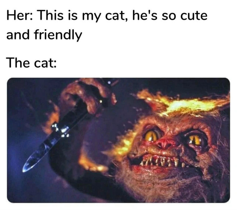 20 Funny Caturday Memes You’ll Regret Not Clicking On 20 This is my cat - Funny Caturday Memes