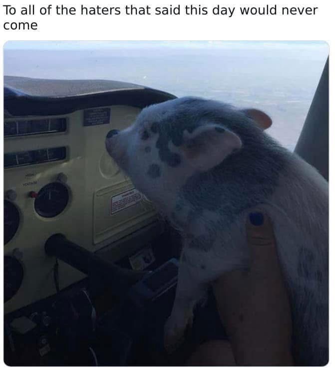 20 Memes That Taste Like Snacks for Your Brain 16 To all the haters