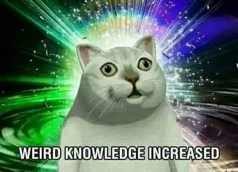 20 Funny Caturday Memes You’ll Regret Not Clicking On 21 Weird knowledge increased - Funny Caturday Memes
