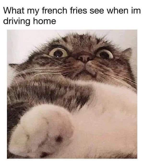 20 Funny Caturday Memes You’ll Regret Not Clicking On 22 When my french fries see - Funny Caturday Memes