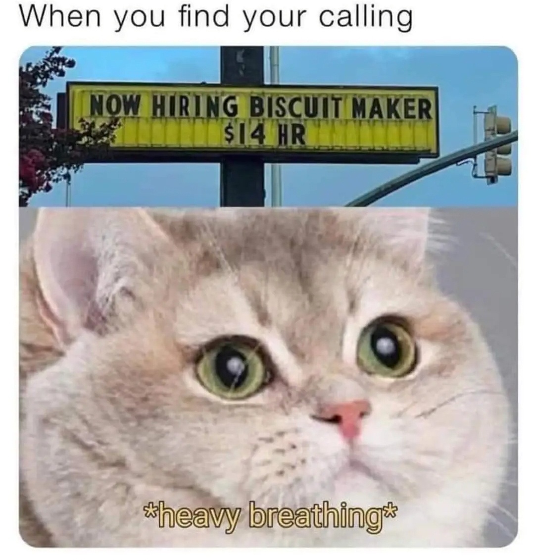 20 Funny Caturday Memes You’ll Regret Not Clicking On 23 When you find your calling - Funny Caturday Memes