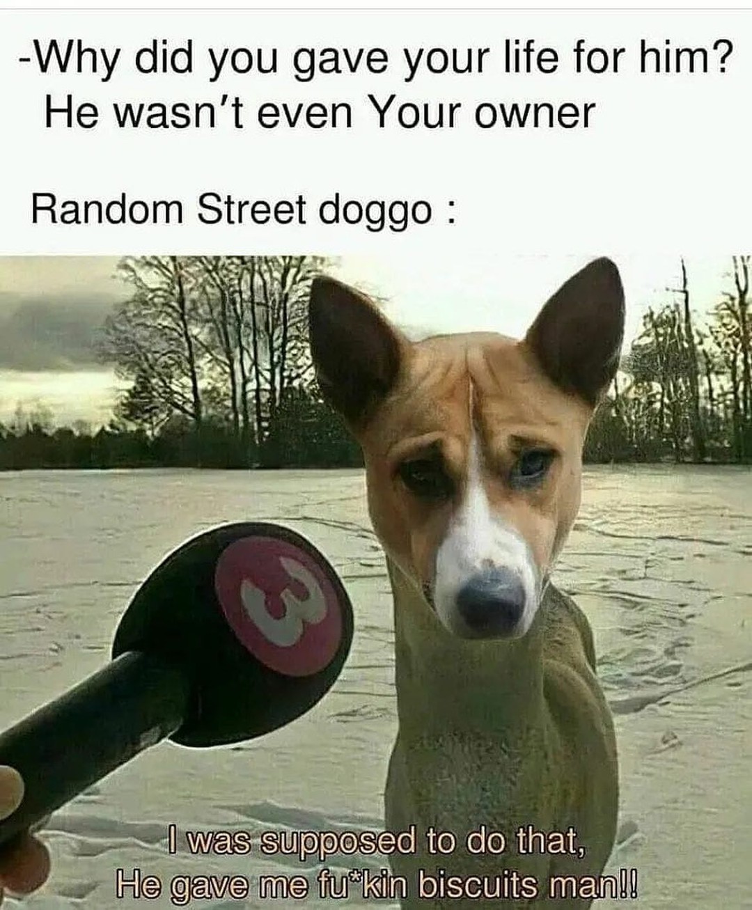 20 Cheeky Dog Memes That Are the Ultimate Mood Boosters 18 Why did you gave - Cheeky Dog Memes
