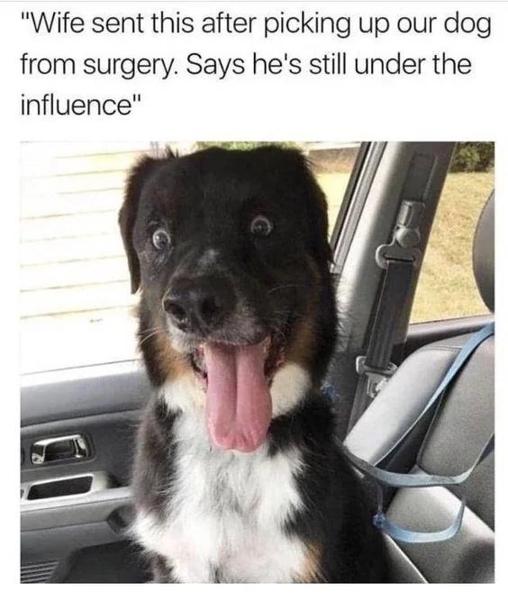 20 Cheeky Dog Memes That Are the Ultimate Mood Boosters 19 Wife sent this after - Cheeky Dog Memes