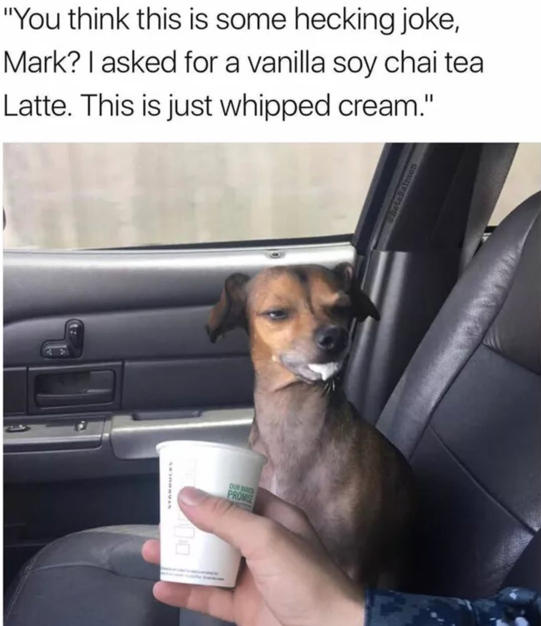 20 Cheeky Dog Memes That Are the Ultimate Mood Boosters 20 You think this is some joke - Cheeky Dog Memes