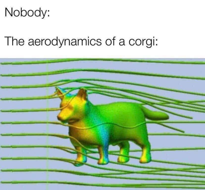 23 Memes That Only Make Sense When You Stop Thinking 2 aerodynamics of corgi
