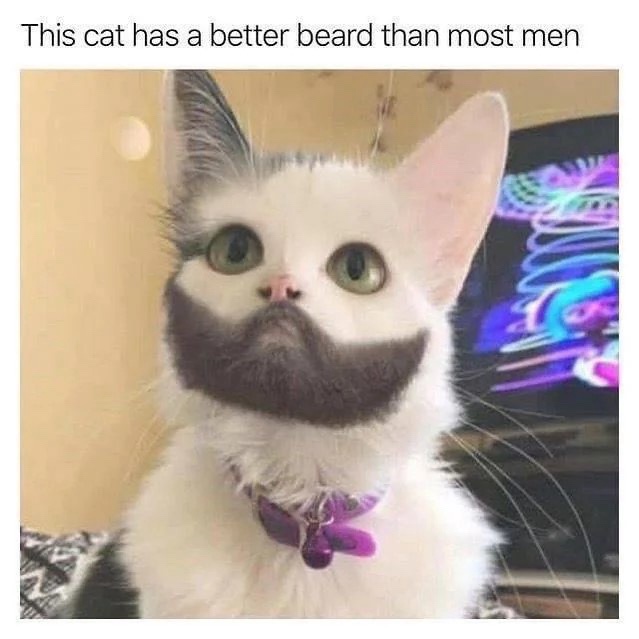 22 Memes That Are Like a Plot Twist for Your Day 2 cat has better beard
