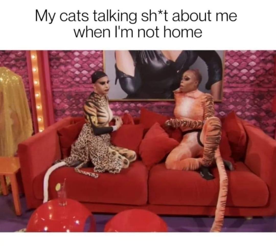 20 Memes That’ll Make You Laugh Before You Overthink Them 3 cats talking shit