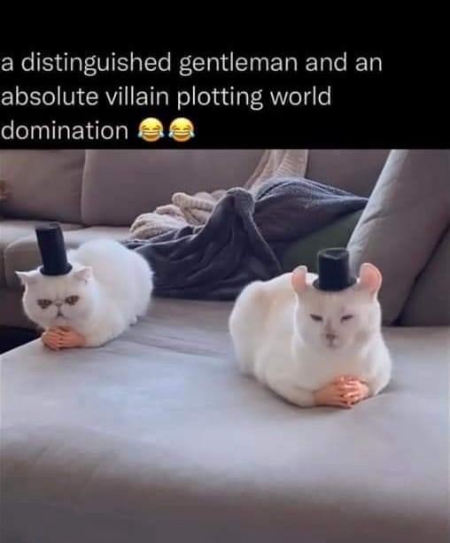 20 Memes You’ll Regret Not Clicking On 3 distinguised