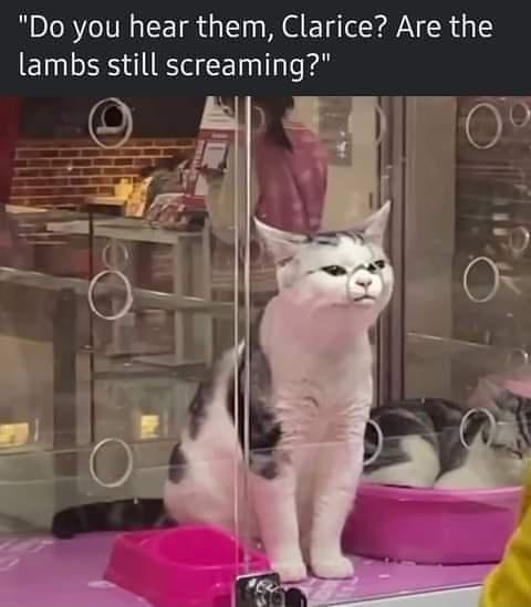23 Memes That Only Make Sense When You Stop Thinking 6 do you hear them