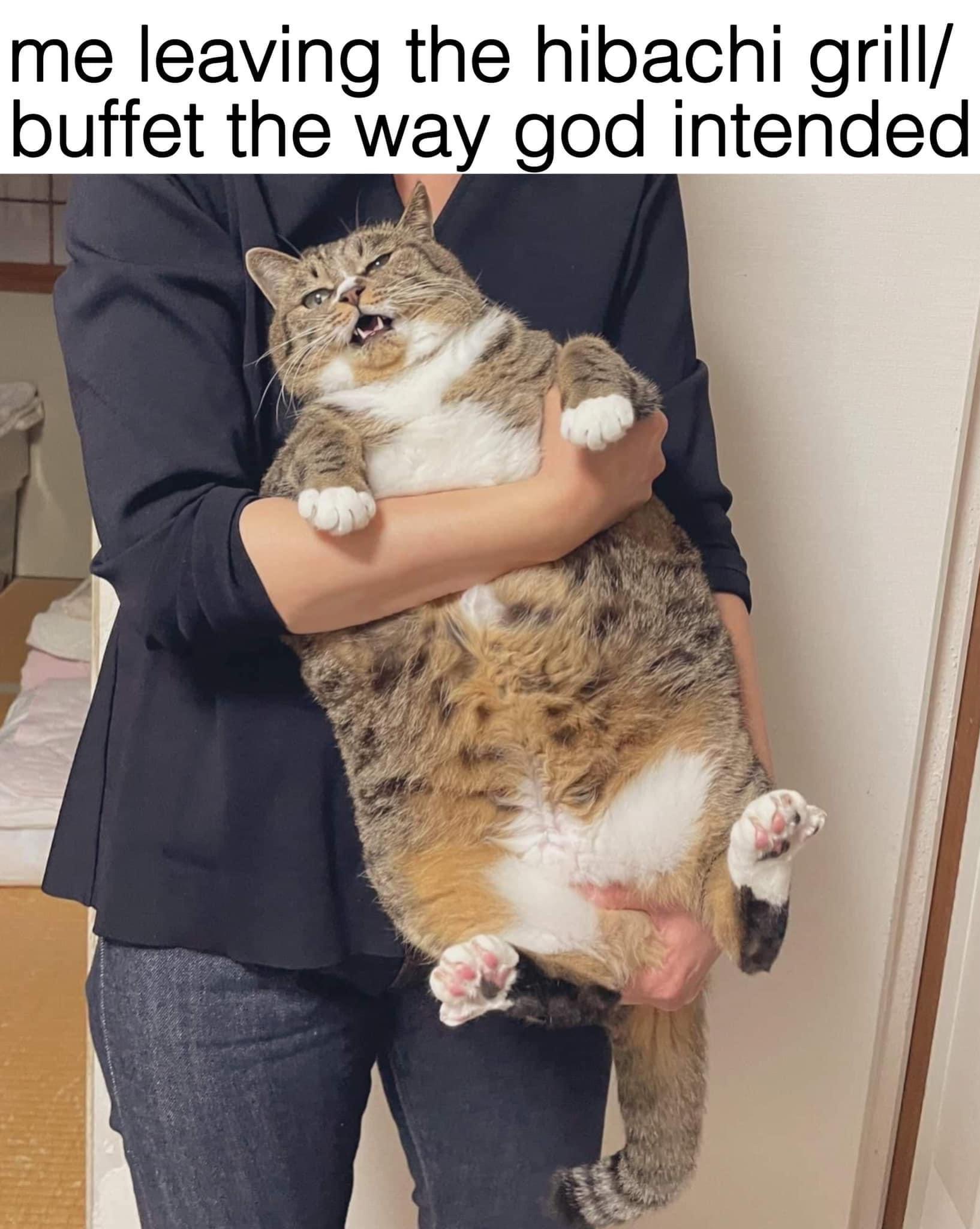 20 Funny Caturday Memes You’ll Regret Not Clicking On 14 me leaving - Funny Caturday Memes