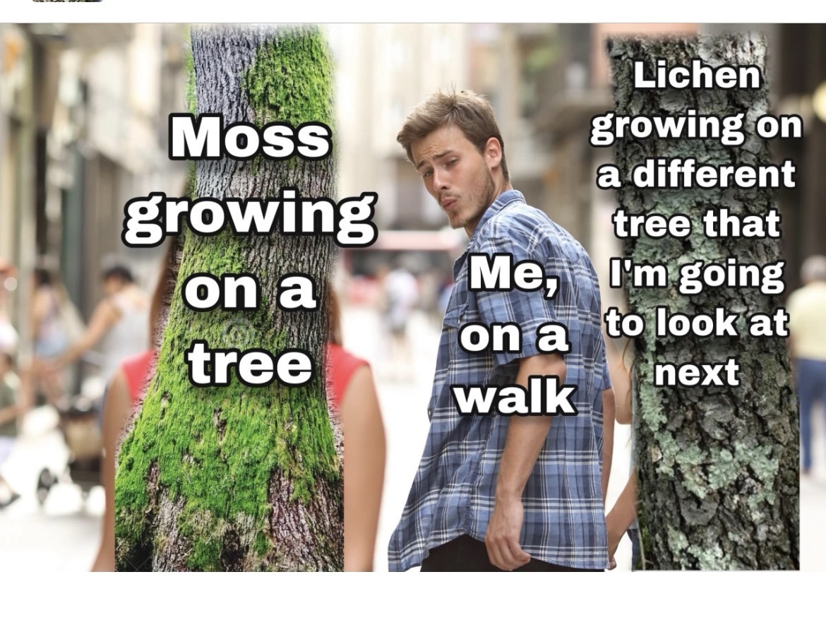 20 Memes That Could Be Art or Nonsense (You Decide) 13 moss growing on tree