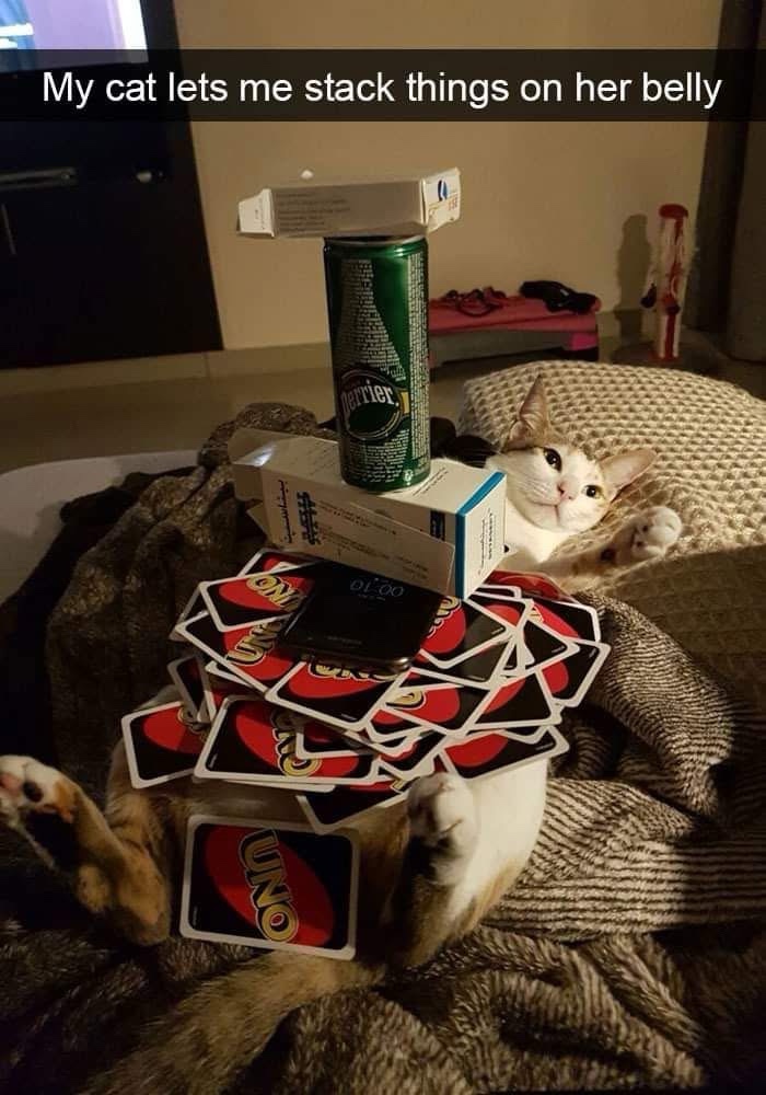20 Memes for When You’re Too Tired to Make Sense of Anything 10 my cat lets me stack
