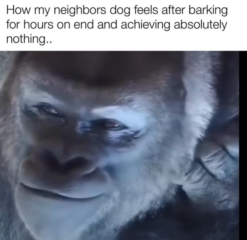 20 Memes That Are the Perfect Mix of Dumb and Brilliant 10 neighbor dog feels