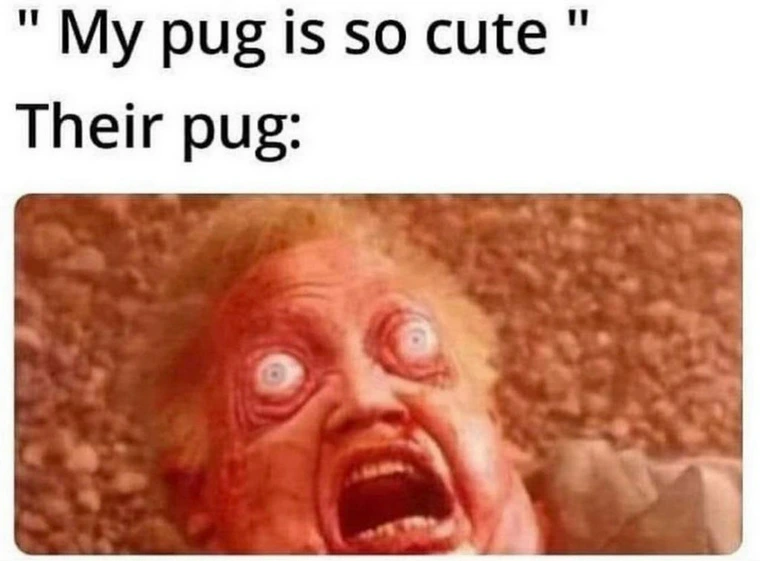27 Memes That Take 'Unfiltered' to a Whole New Level 16 pug is so cute