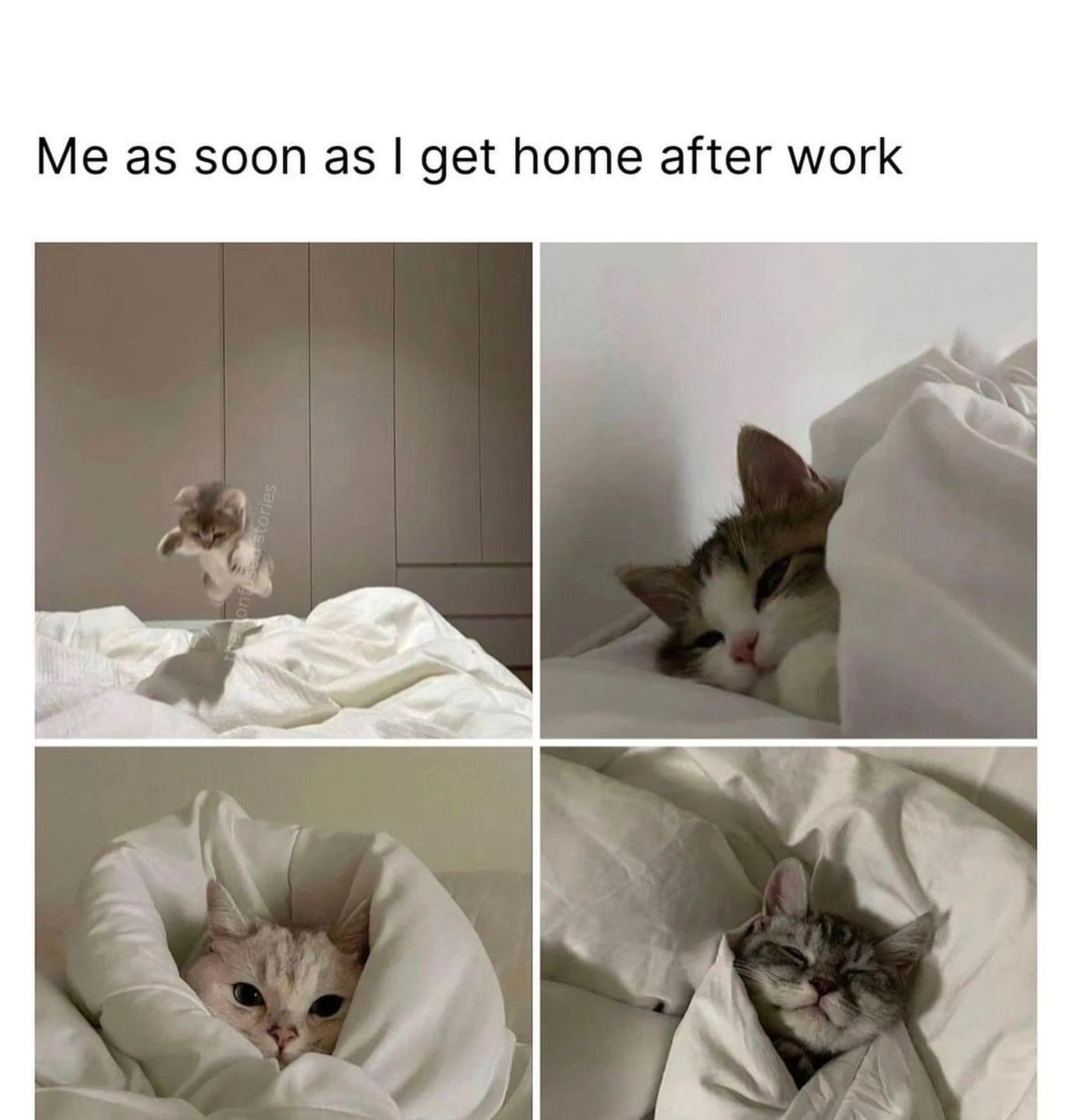20 Funny Caturday Memes You’ll Regret Not Clicking On 17 s soon as I get home - Funny Caturday Memes
