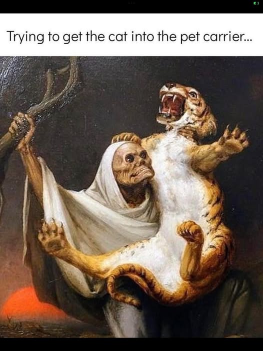 20 Memes That Are the Soundtrack to a World That Doesn’t Make Sense 16 trying to get the cat