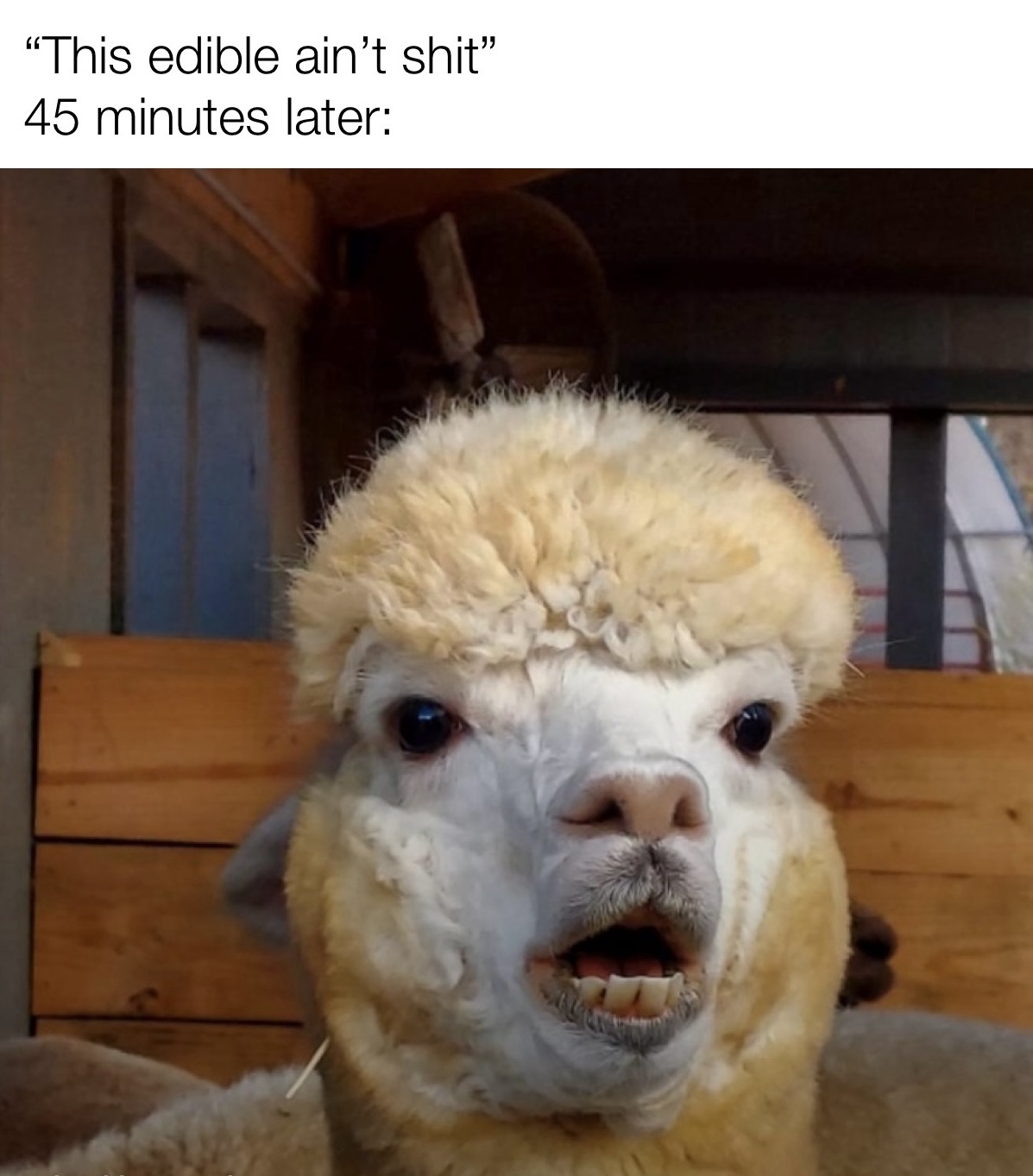 20 Memes That Make Absolutely No Sense… and That’s the Point 2 45 minutes later