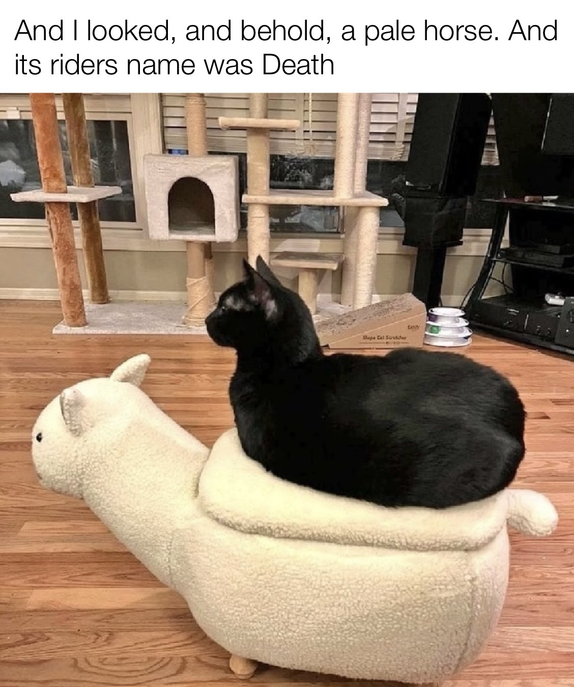20 Memes That Are the Digital Equivalent of a Shrug 1 And I looked
