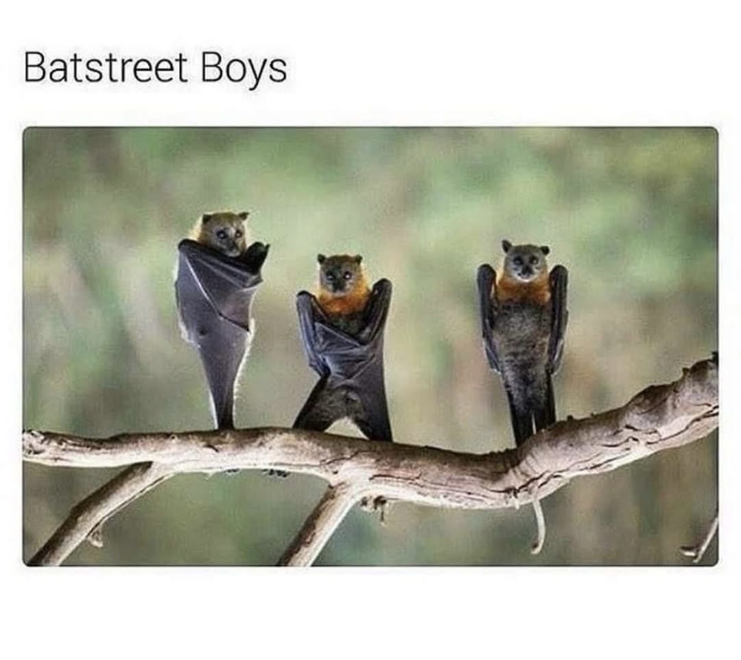 20 Memes That’ll Make You Laugh, Then Think, Then Laugh Again 1 Batstreet boys