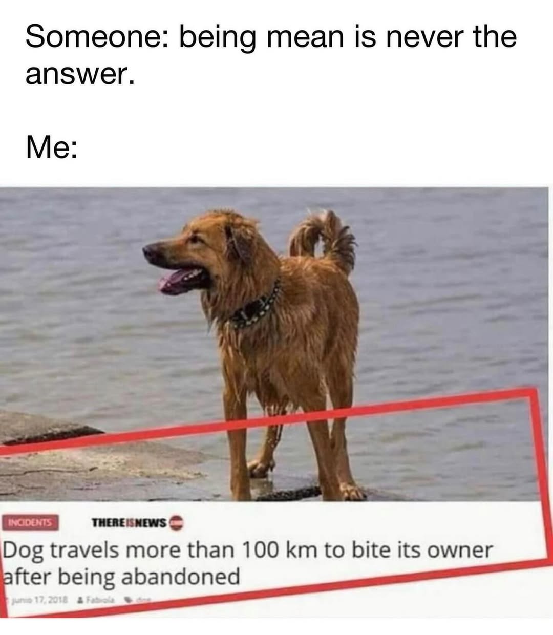 20 Ridiculous Animal Memes That Are Better Than Watching the News 2 Being mean - Ridiculous Animal Memes