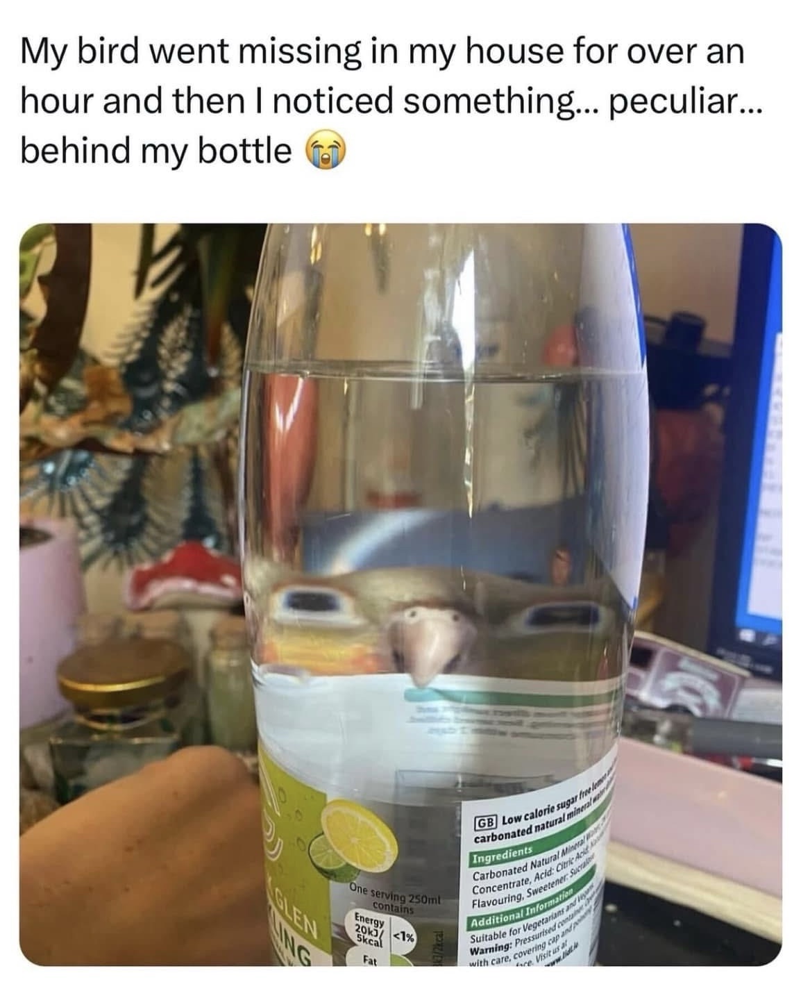Bird went misiing