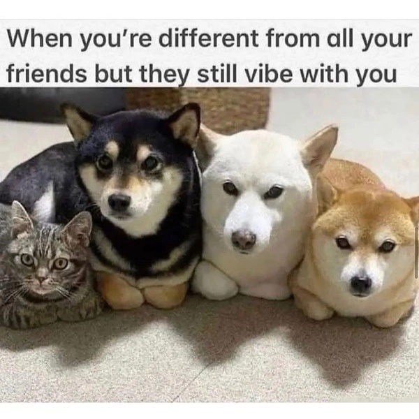 20 Memes That Are Too Random to Be Made Up 4 Different from all friends